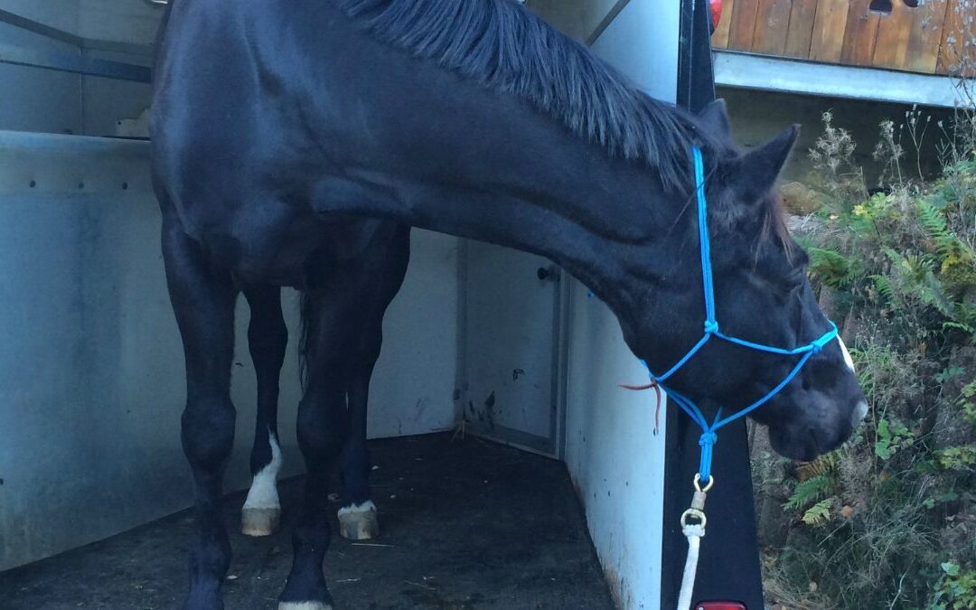 Träumst du auch davon mit deinem Pferd jederzeit an einen fremden Ort fahren zu können?